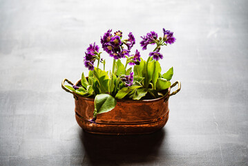 purple primrose in the pot