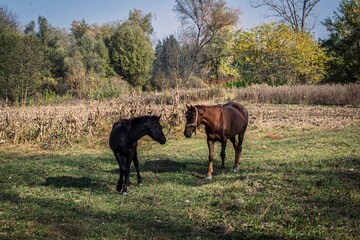 horse and foal