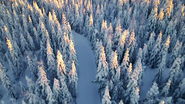 Cross country skiing slope cutting through a wild arctic woodland covered in deep snow.