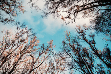 From below amazing view of high verdant woods in forest and sky with sunset sunshine
