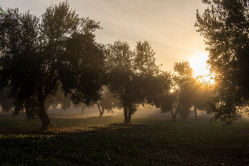 Contraluz de rayos de sol al amanecer en olivar mediterraneo con niebla