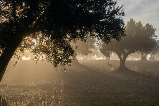 Contraluz de rayos de sol al amanecer en olivar mediterraneo con niebla