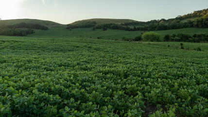 Soy plantation in southern Brazil.
Beautiful developing soy fields, agriculture generating money for the local economy.
