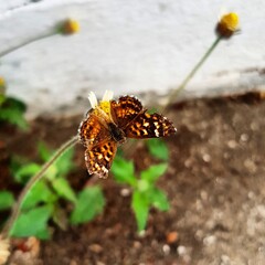 butterfly on flower