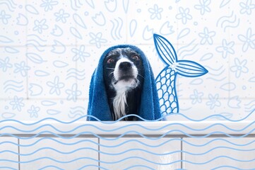 The black and white Dog in Bath with Blue Towel on its Head. Illustrated photo of wet border collie with mermaids tail.