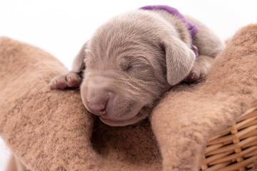 Obraz premium Weimaraner Welpe in einem Weidenkorb