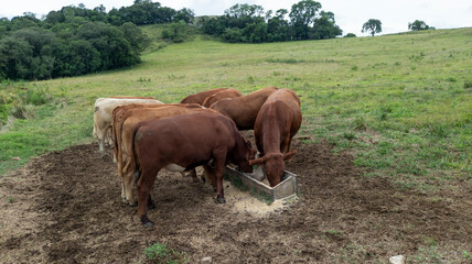 Obraz premium Oxen feeding in the trough. Beef cattle in confinement on a farm in southern Brazil. Brazil is the largest exporter of beef in the world.