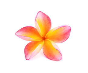 Tropical flowers frangipani (plumeria) isolated on white background