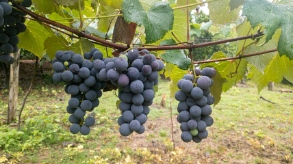 Three bunches of French grapes hang from the vine. Grape cultivation for wine production.