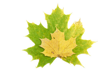 Dried maple leaves on white background