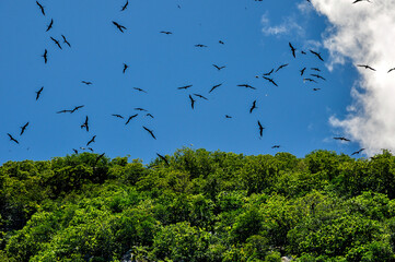 A colony of Great Fregatebirds  (Fregata minor) Flying in the blue clear sky above Aride Island, Seychelles