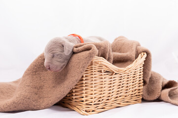 Obraz premium Weimaraner Welpe in einem Weidenkorb