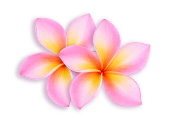 Fototapeta premium frangipani flower isolated on white background