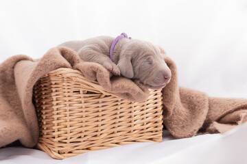 Weimaraner Welpe in einem Weidenkorb