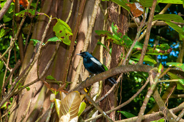 Seychelles Magpie-Robin (Copsychus sechellarum). Aride nature reserve, Seychelles