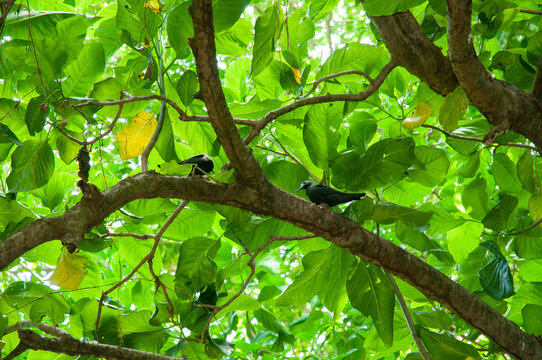 Black Noddy (Anous minutus) resting on a branch tree in Aride Island nature reserve. Seychelles