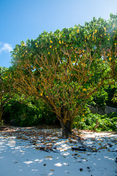 Tropical plant on the beach. Portia tree  (Thespesia populnea). Aride Island, Seychelles