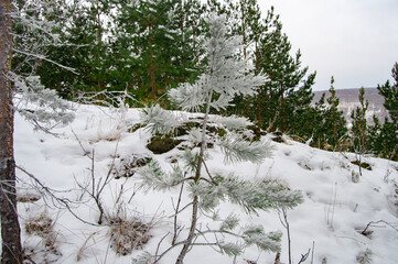 snow covered trees