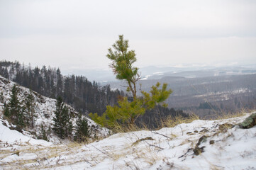 snow covered trees