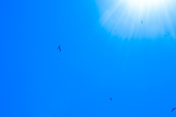 A colony of Great Fregatebirds  (Fregata minor) Flying in the blue clear sky above Aride Island, Seychelles