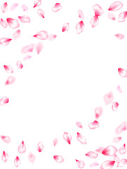 Pink cherry blossom petals isolated