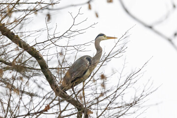 Grey heron flies just over the meadows at the edge of the forest