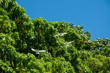 White Tern tropical white birds (Gygis alba) flying over the trees forest