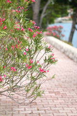Pink oleander flowers on the promenade. Beautiful landscape on island Lastovo, Croatia. Selective...