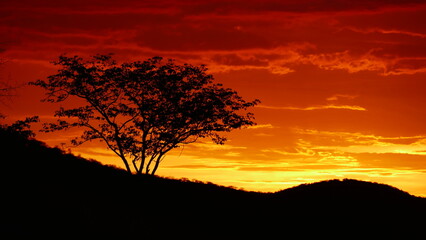 Black tree at African sunset