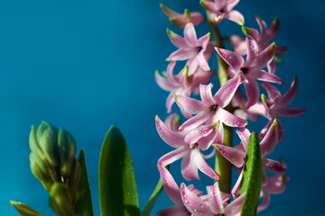 Pink hyacinth flower with drops of dew, macro on a blue blurred background. Early spring hyacinth flowers as background or greeting card, Close up