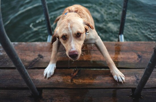 labrador coming out of the water