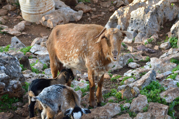 Cabras de raza con sus crias recien nacidas