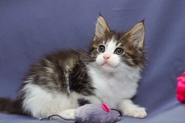 cute little maine coon kitten sitting