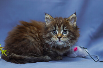 cute little maine coon kitten sitting