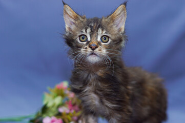 cute little maine coon kitten sitting