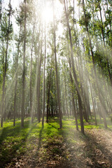 Obraz premium The light in the forest 