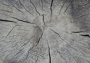 Natural texture, a cut of a tree, a log with a pattern
