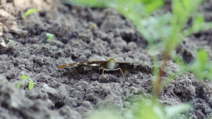 Butterfly with unfolded wings sitting on the ground