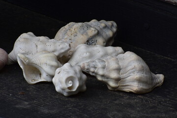 multiple white seashells on black background