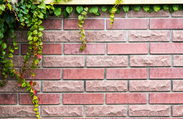 Old red brick wall texture and green leaf hanging down on it at the edge