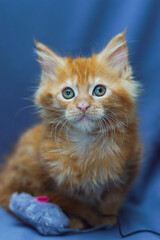 cute little maine coon kitten sitting