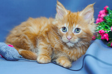 cute little maine coon kitten sitting
