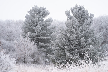 Large pine trees covered in rime ice in William O'Brien State Park in Minnesota