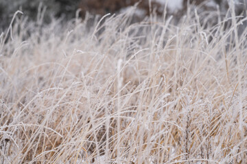 Obraz premium Beautiful tall grasses covered in rime ice in William OBrien State Park Minnesota