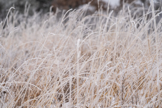 Beautiful tall grasses covered in rime ice in William OBrien State Park Minnesota