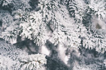 Beautiful pine tree needles covered in winter rime ice