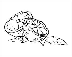 Lemon. Great design for any purposes. Line art. Vintage card for decorative design. Vector hand drawing. Line drawing. Natural template design. Isolated vector.