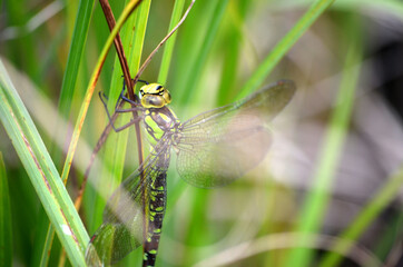 Libellule, Aeshna cyanea sur une herbe au bord d'une étendue d'eau