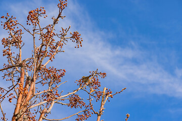 Small sparrow eating fruit on a tree