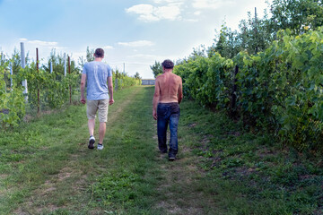 View from behind of father and adult son walking along a fence with grapes on their farm grounds